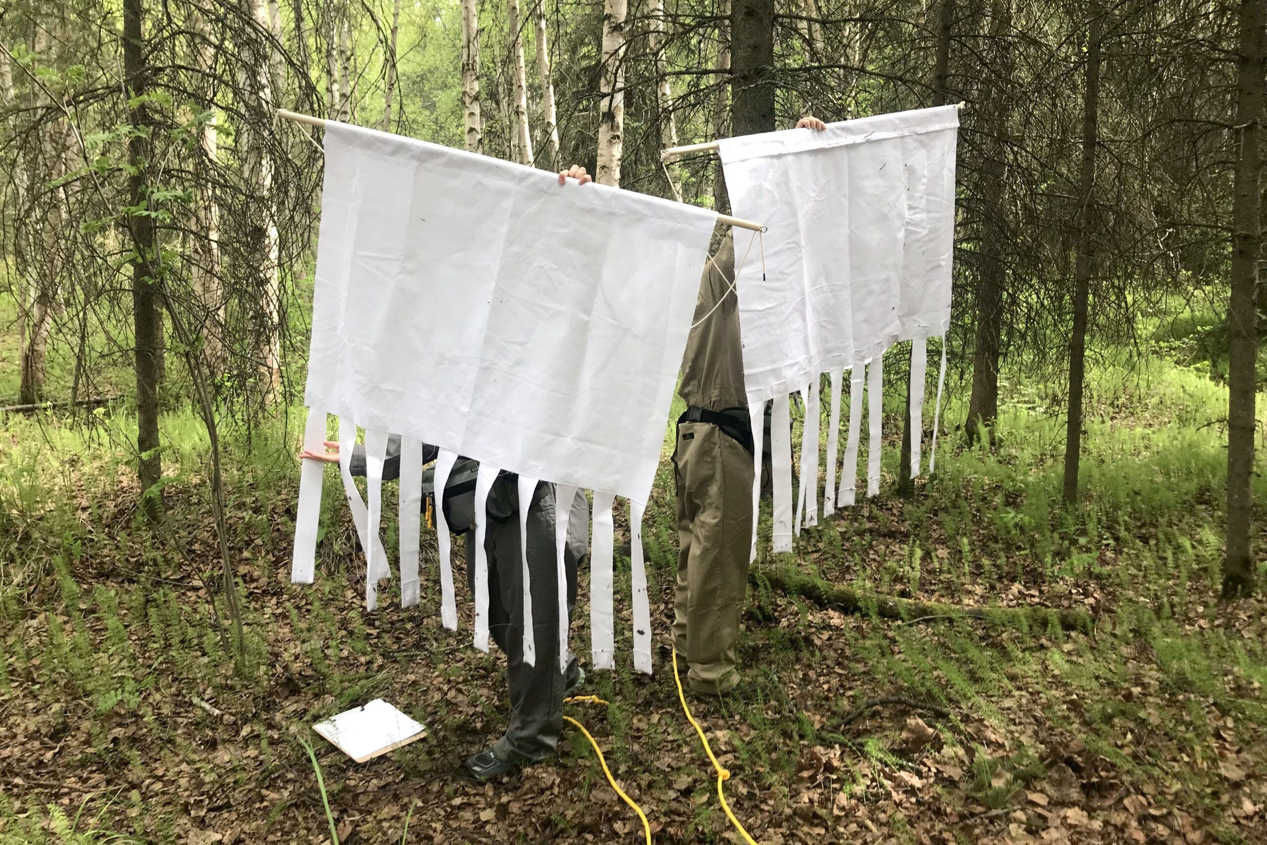 people holding sheets in woods for tick drag