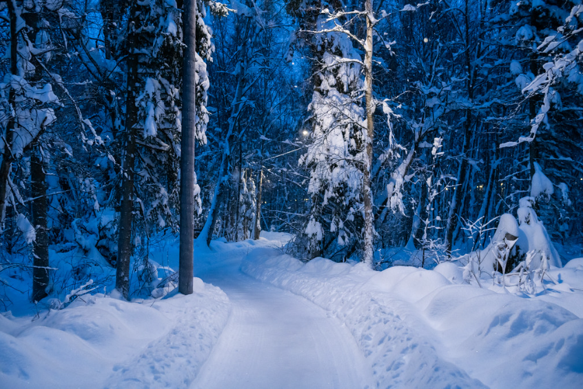 trees surrounding trail covered in snow