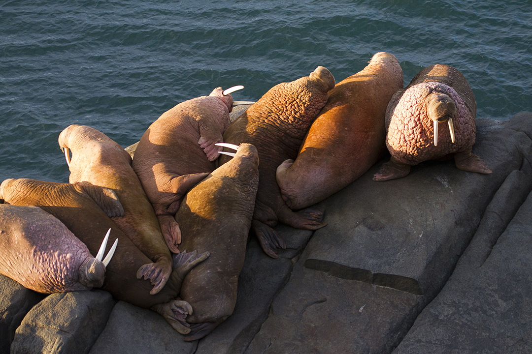 Walruses during sunset at Round Island