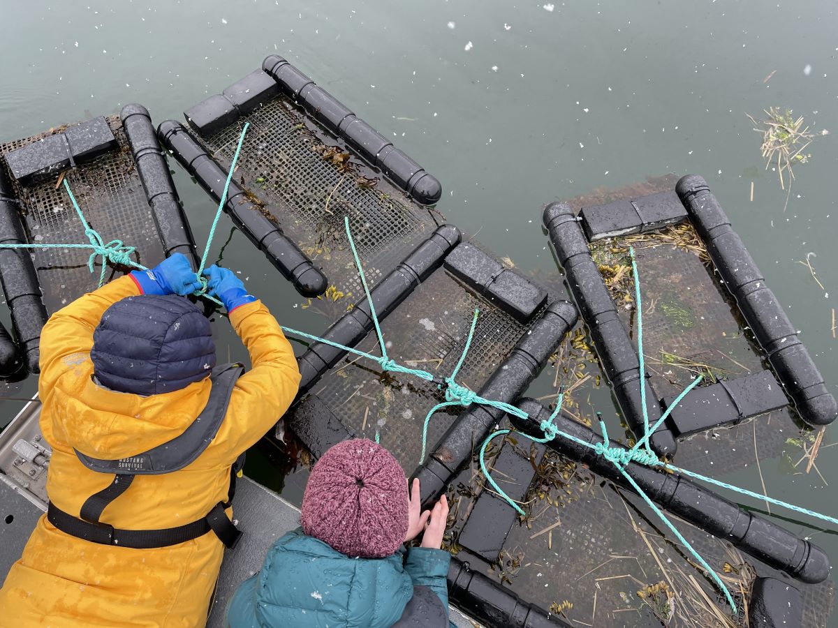 PWSC students inspecting oyster baskets in Port Valdez