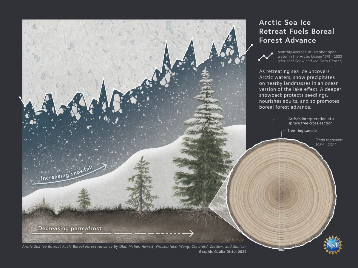 A graphic on how Arctic Sea Ice Retreat Fuels Boreal Forest Advance