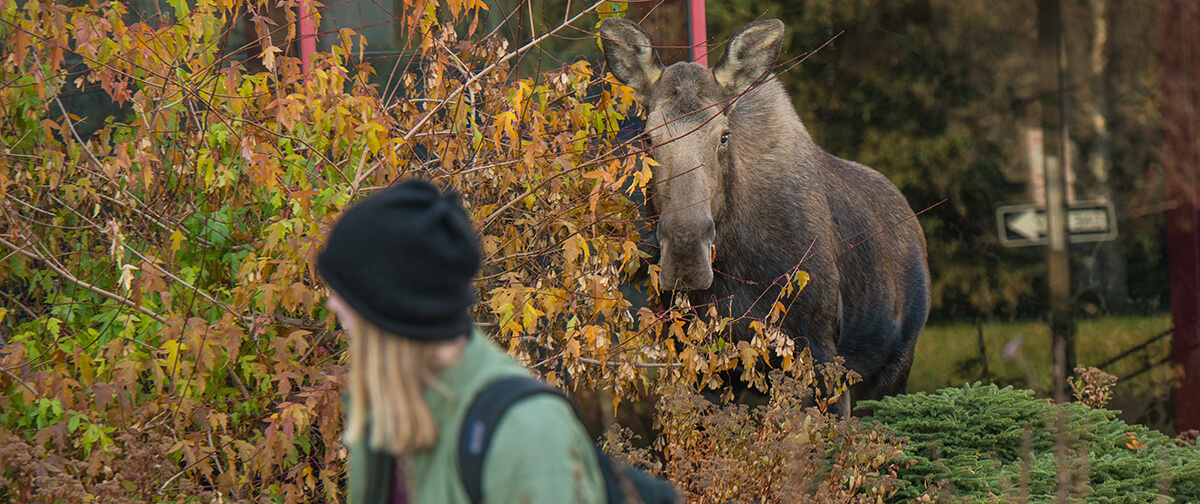 A student looks over their shoulder at a moose on campus.