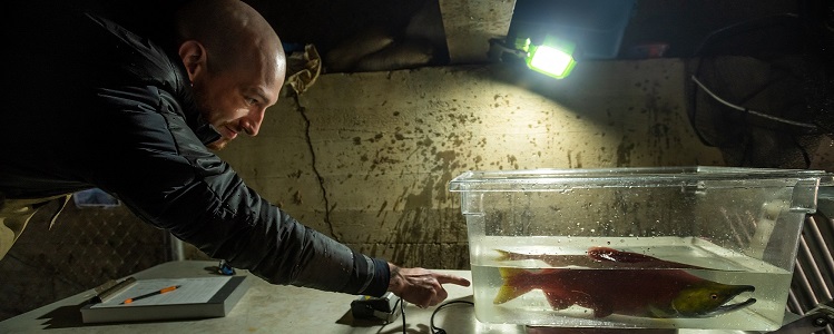 man weighing salmon in bucket