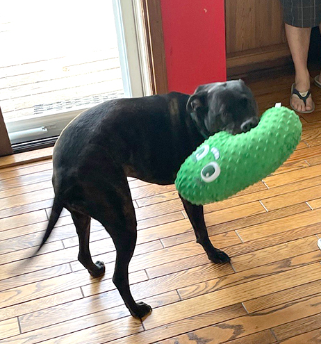 Harley, a black lab with a stuffed pickle toy in his mouth.