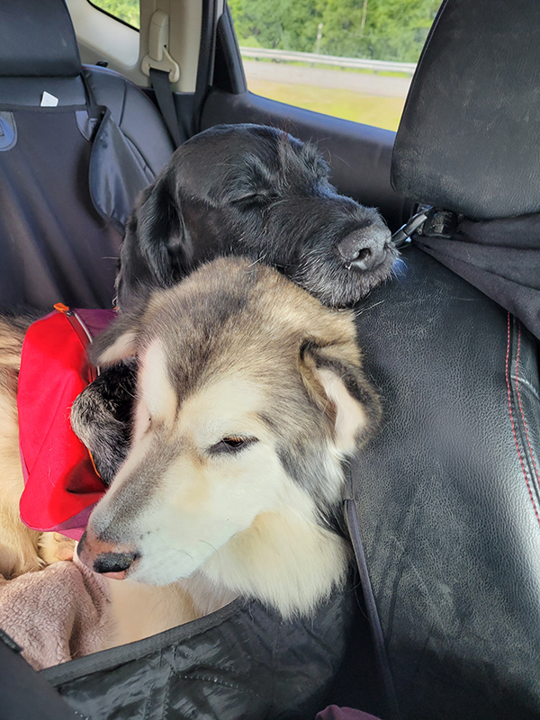 Husky mix and black dog laying in the car, on each other.
