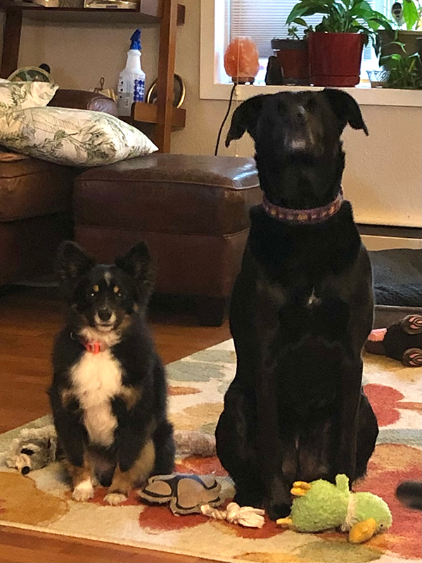 Two dogs sitting at attention in a living room
