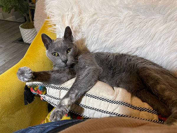 Gray cat looking at camera, laying on mustard-colored chair.