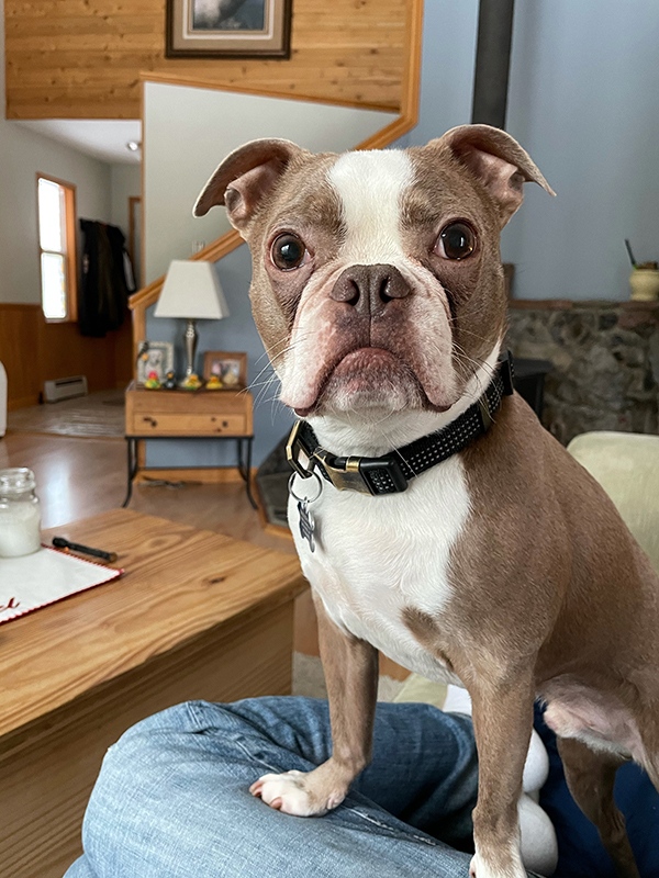 Champagne and white Boston terrier sitting on kitchen stool, looking at camera.