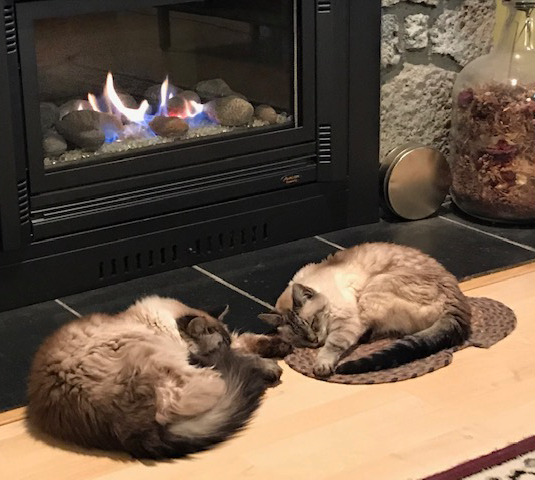 Two sealpoint brown cats curled up asleep before a fireplace.