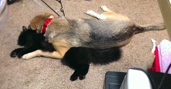 Husky mix dog laying on black cat.