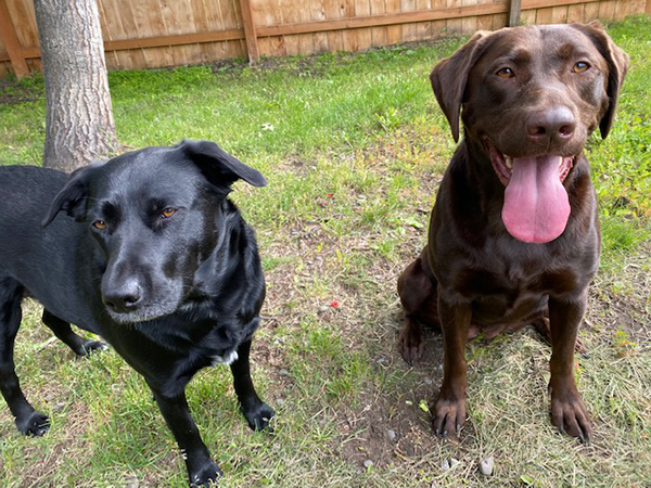 Black and brown labs sitting in the grass.