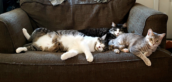 Three cats laying on couch