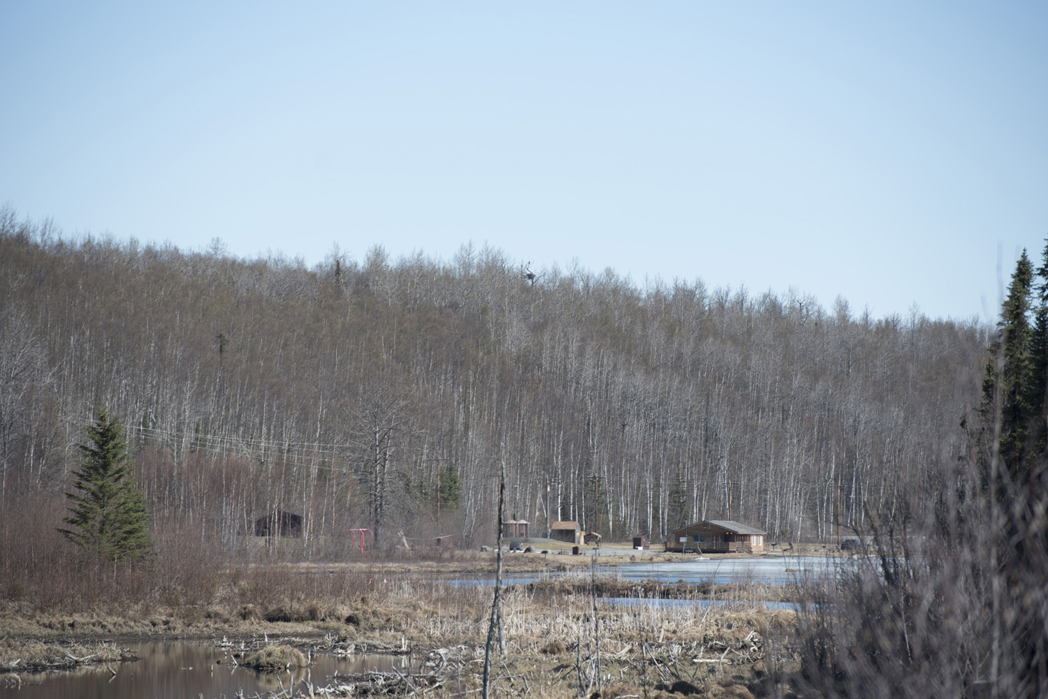 An active Eagle Nest at JBER