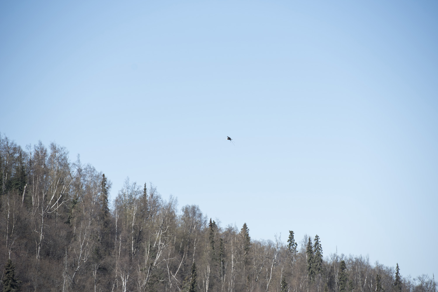A Bald Eagle carries nest material
