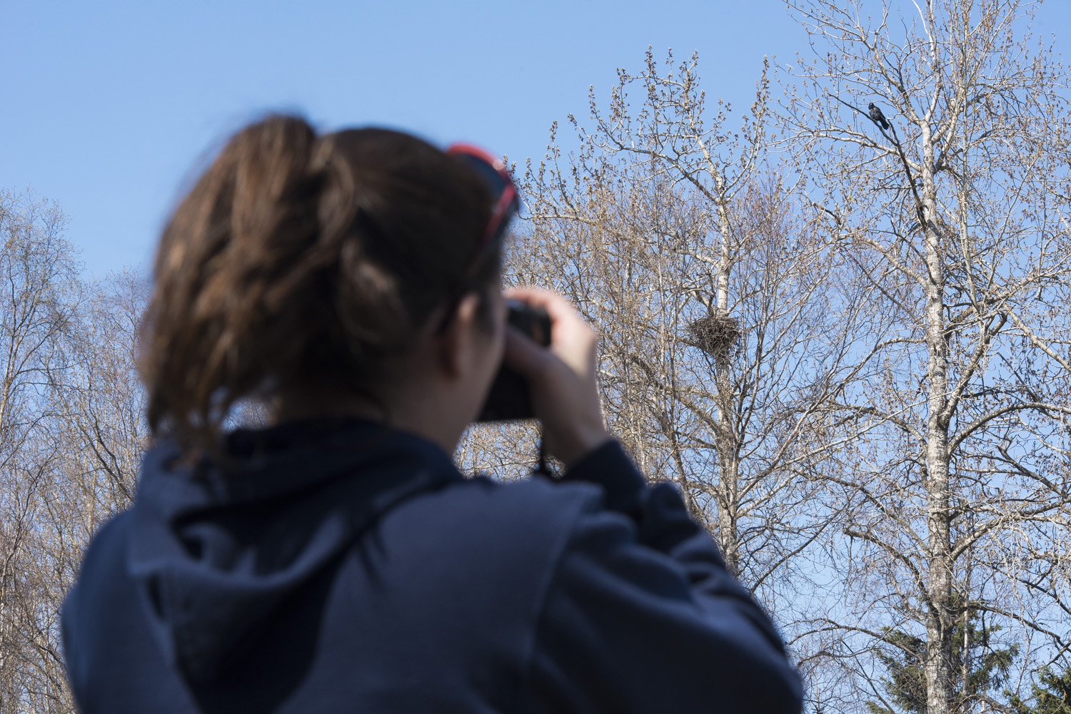 JBER wildlife manager Kristy Craig documents a raven nest