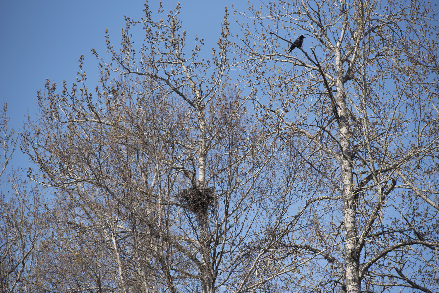 An active raven nest documented during the survey