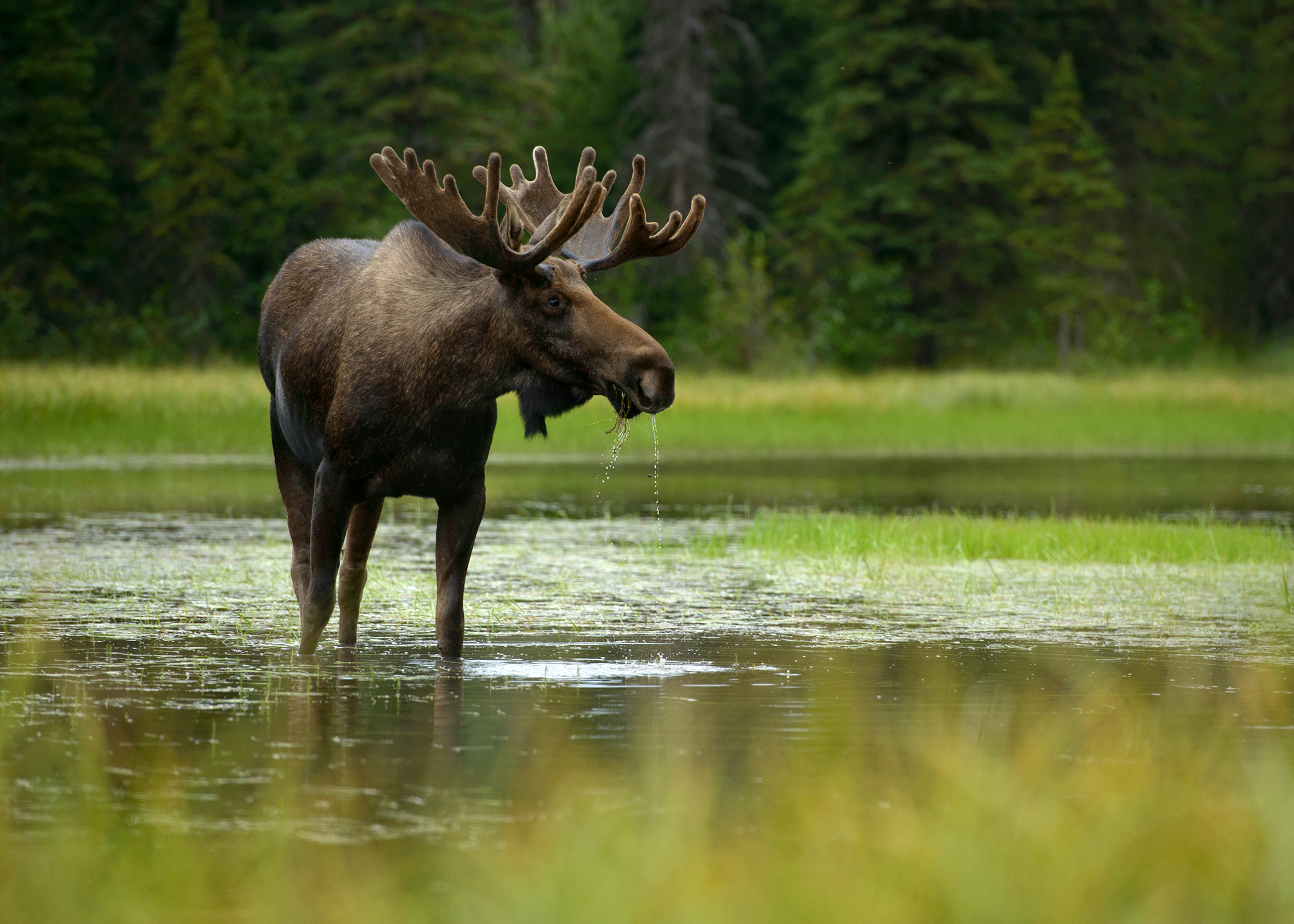 moose standing in a pond