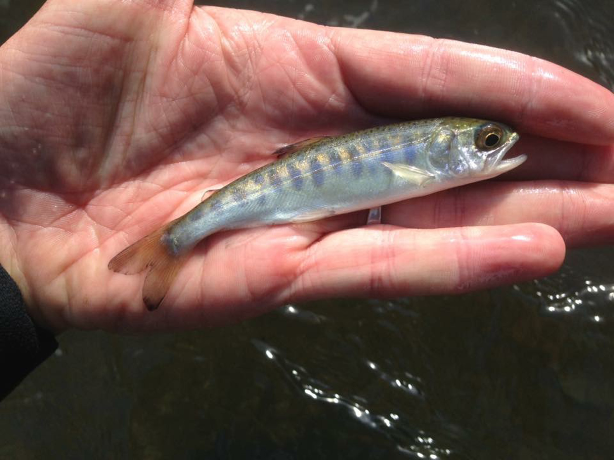 small salmon in a human hand