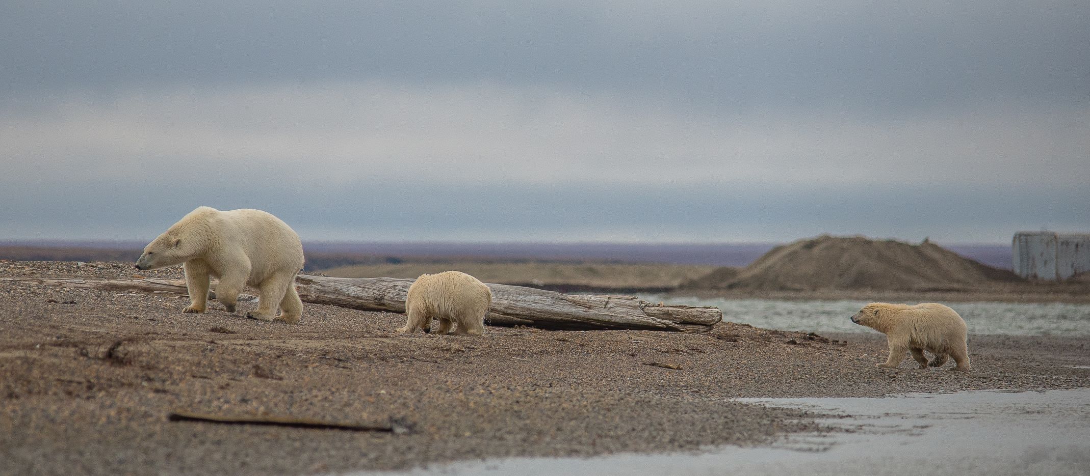 Barter Island Polar Bears 2