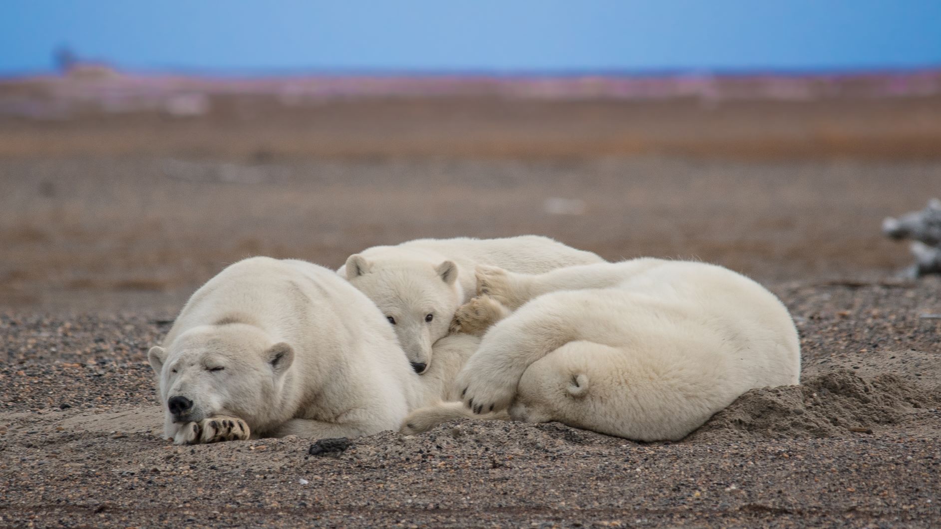 Barter Island Polar Bears