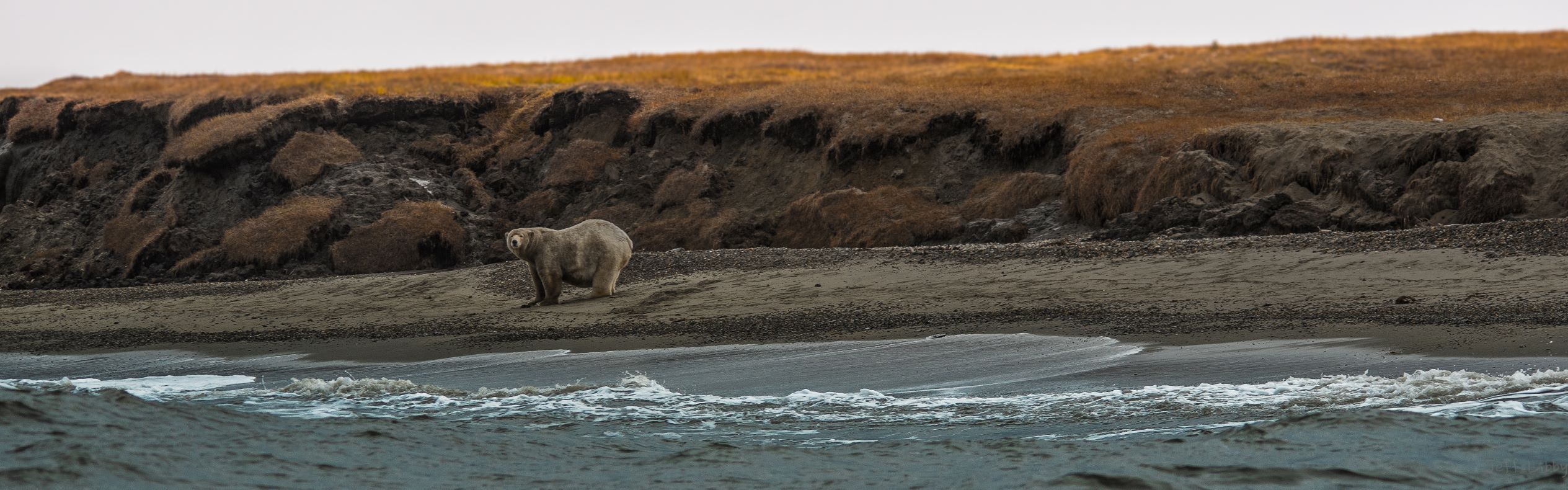 Barter Island Polar Bear