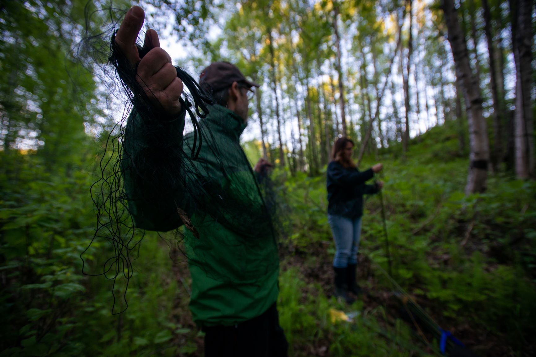 researchers stretch a net across the forest during bat surveys on Joint Base Elmendorf-Richardson