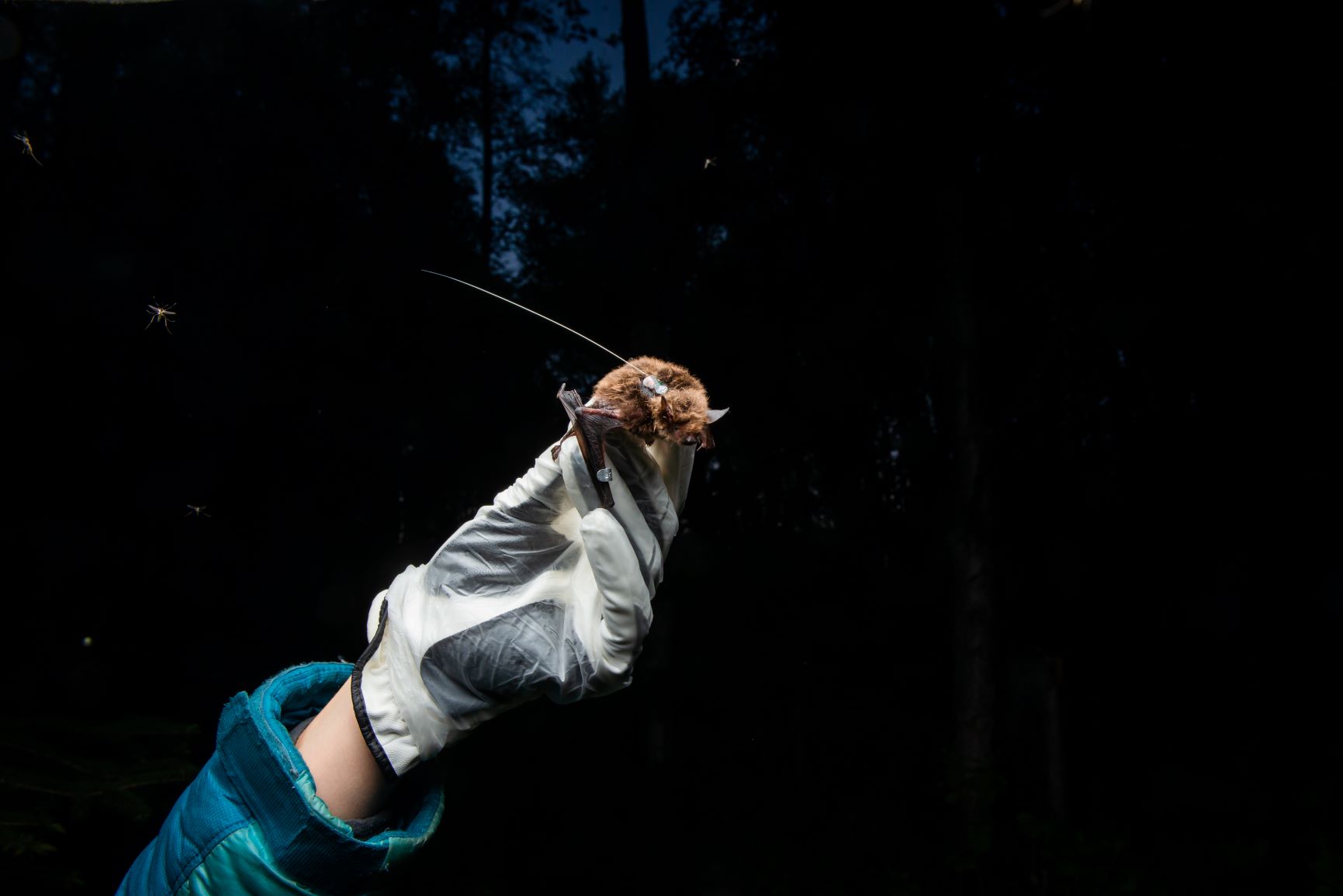 A gloved hand holds a little brown bat