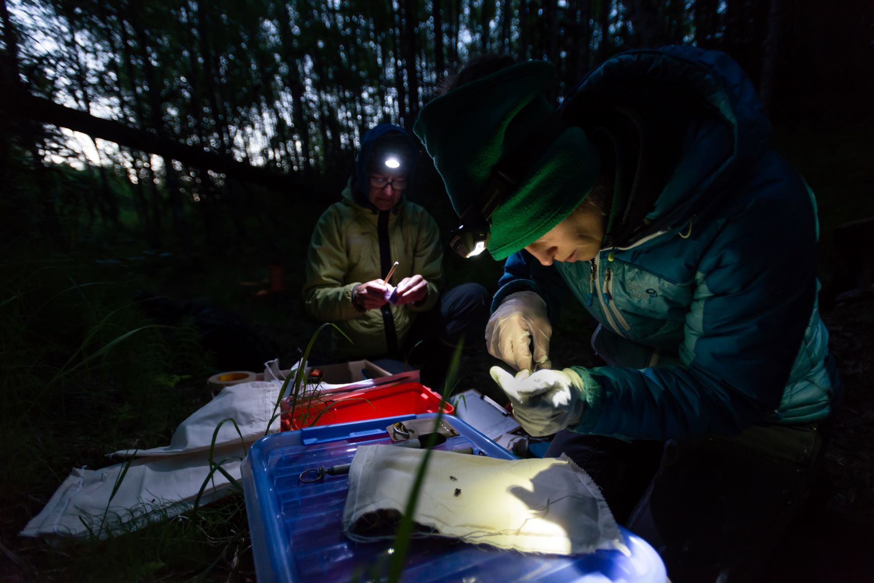 Researchers tag a bat in a dark forest