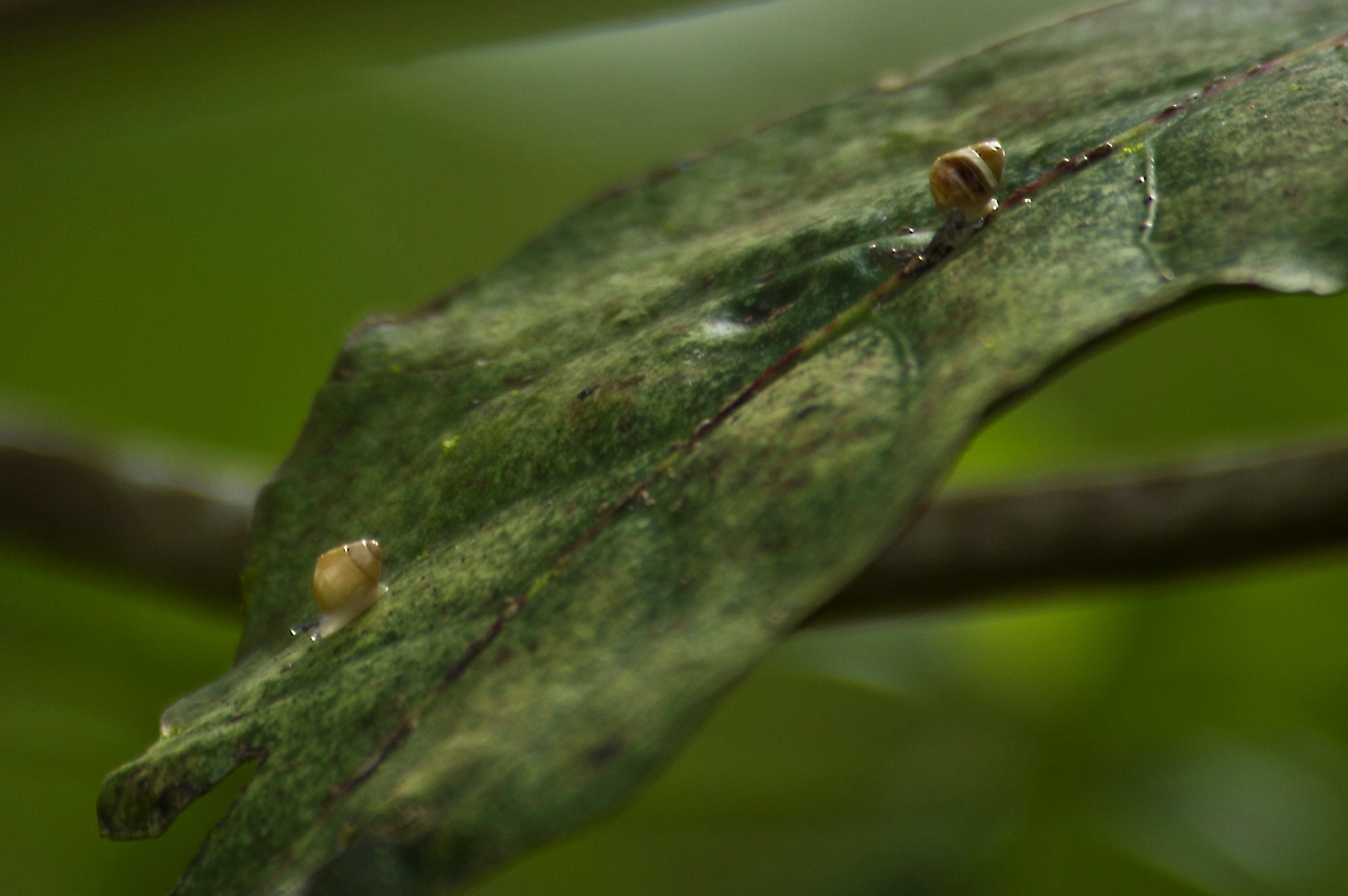 two snails on a large green leaf
