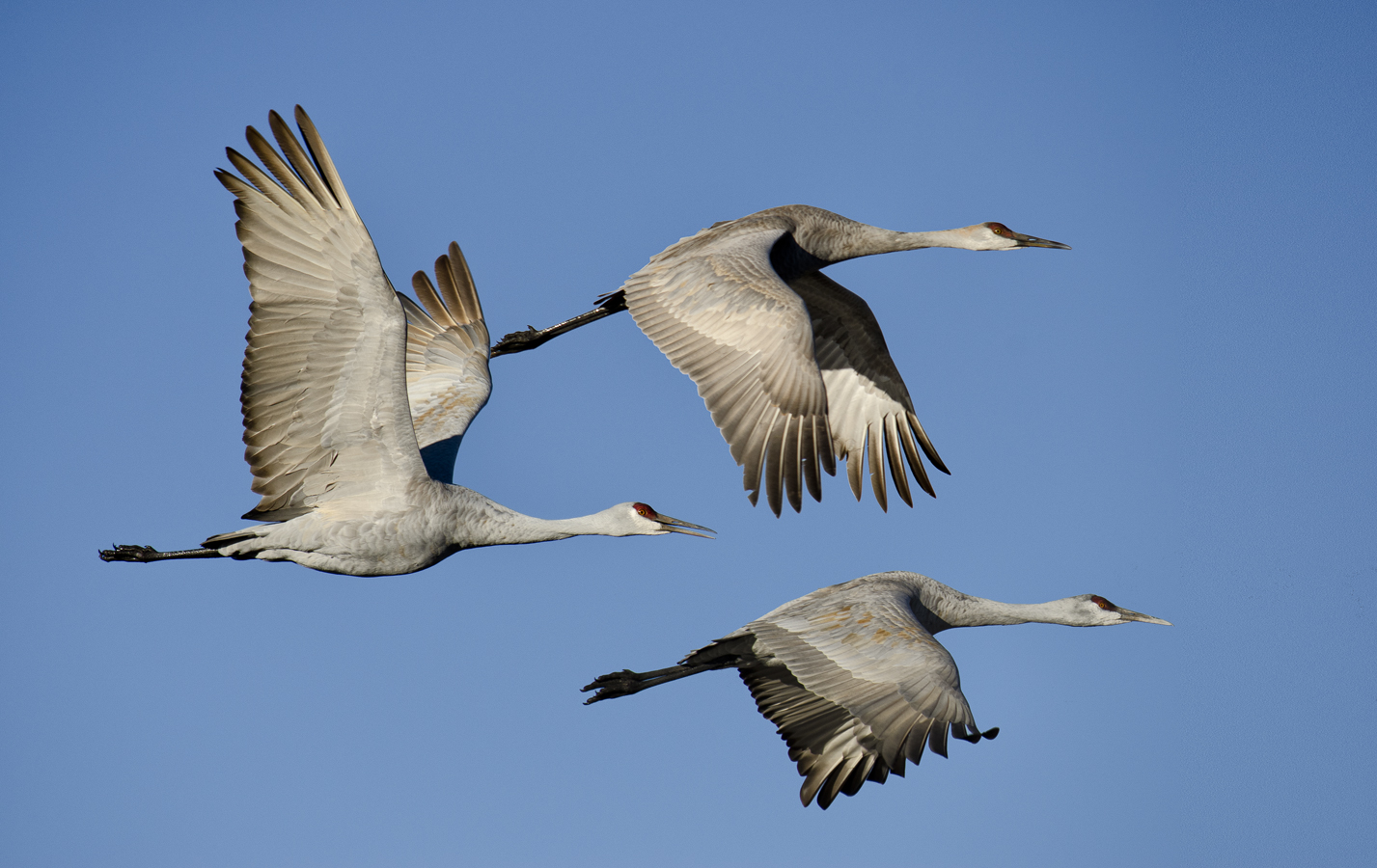 three sandhill crane fly through blue sky