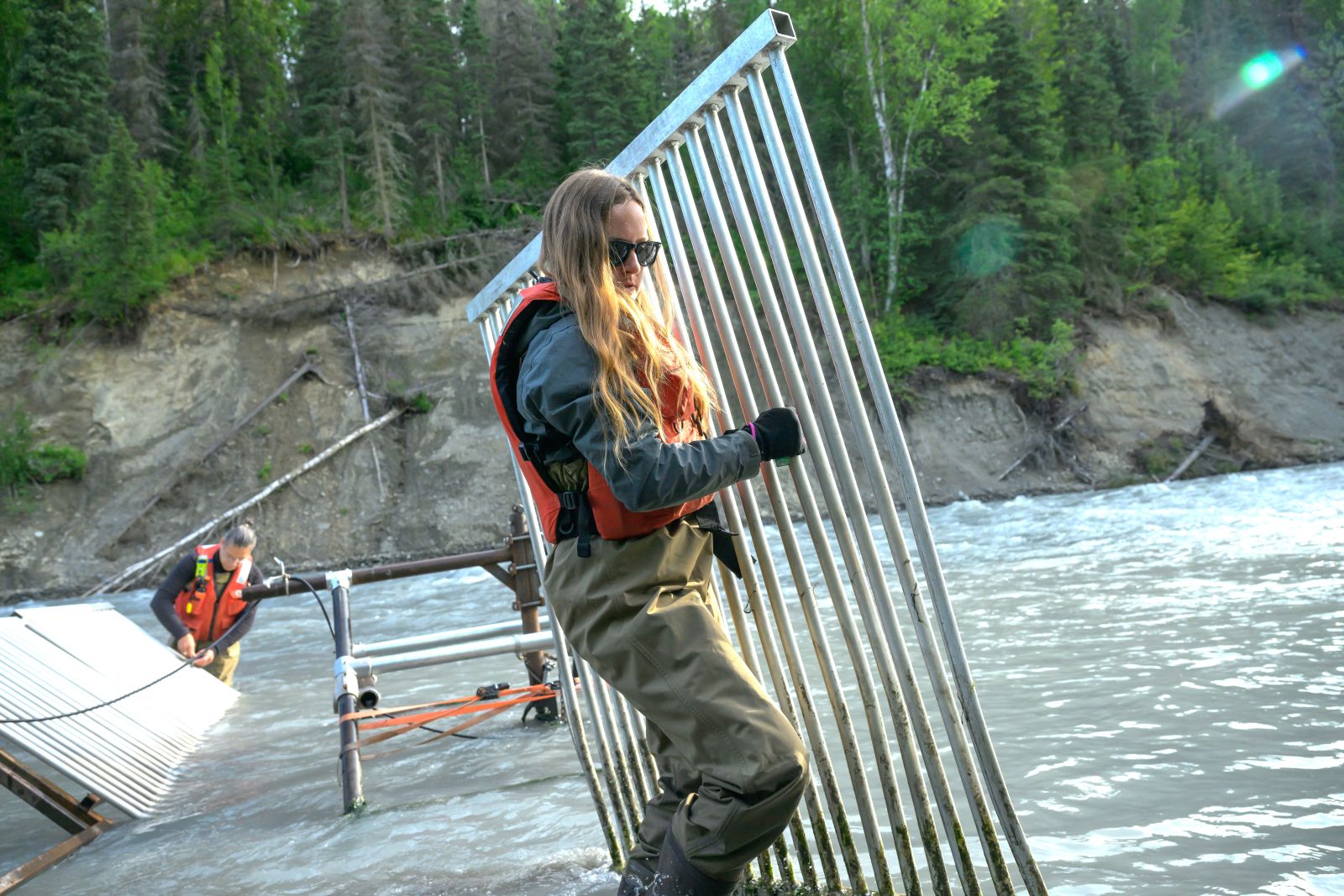 Juvenile bald eagle on JBER a woman in a life vest carries metal supports out of a river