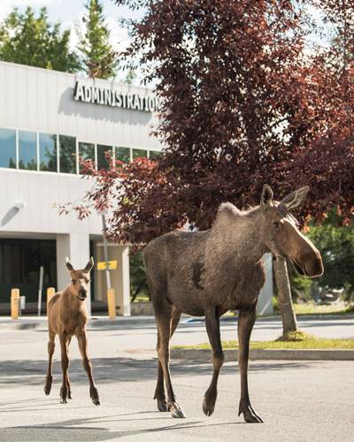 Moose cow and calf crossing in front of the Administration Building on UAA Campus