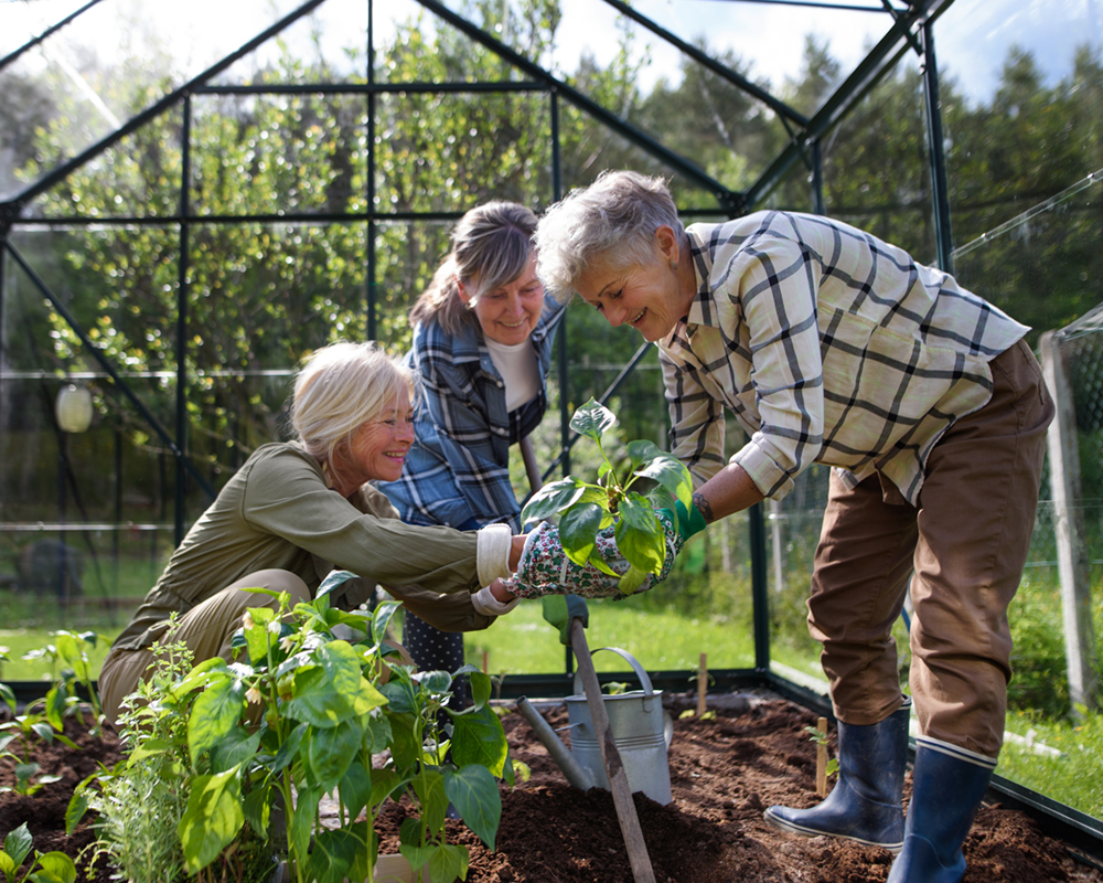 older adults gardening