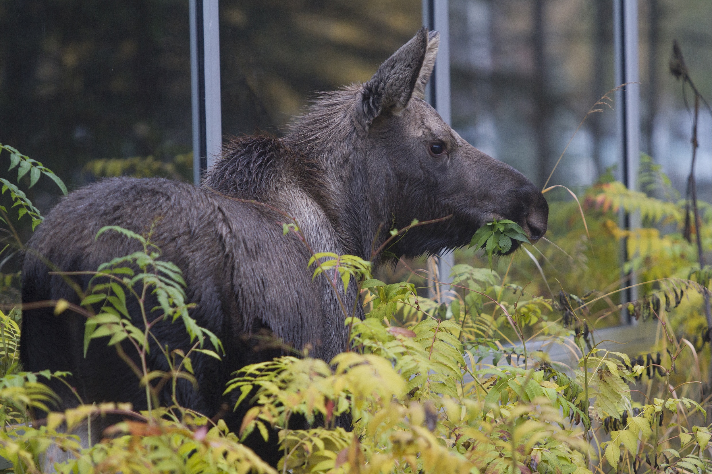 A juvenile moose grazes on plants next to a building on the University of Alaska Anchorage campus.