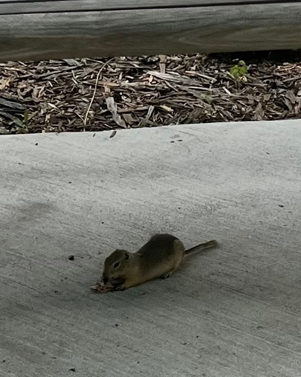 chipmunk holding leaf on sidewalk