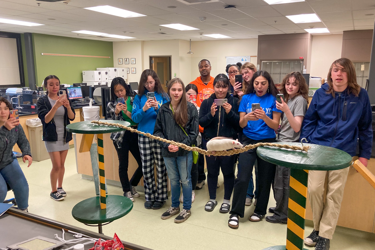 Students at UAA rat lab watching rat walk a tight rope