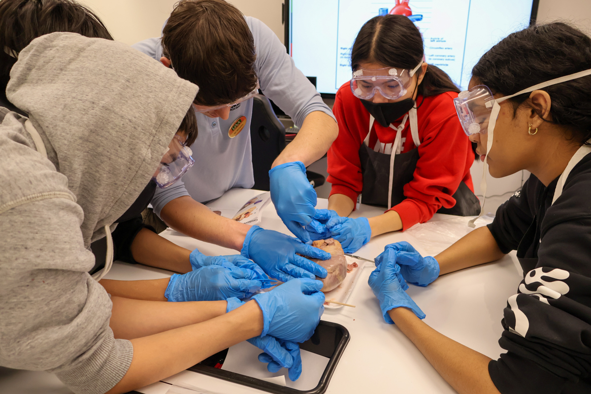 students dissecting pig hearts with instructor Ian McCarthy