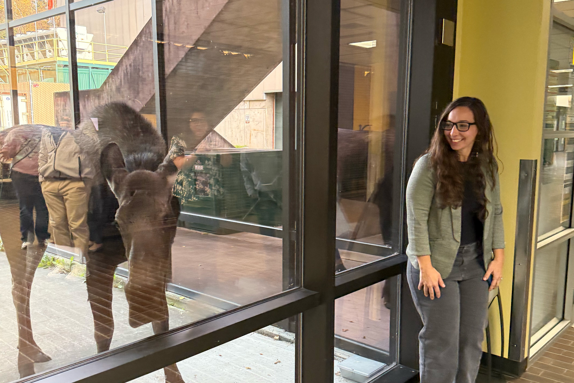 A truly Alaskan surprise. A moose stopped by the University of Alaska Anchorage campus to peek in on the Alaska AHEC 20th Anniversary celebration. (Photo by Kevin Bennett, UAA Alaska Center for Rural Health & Health Workforce)