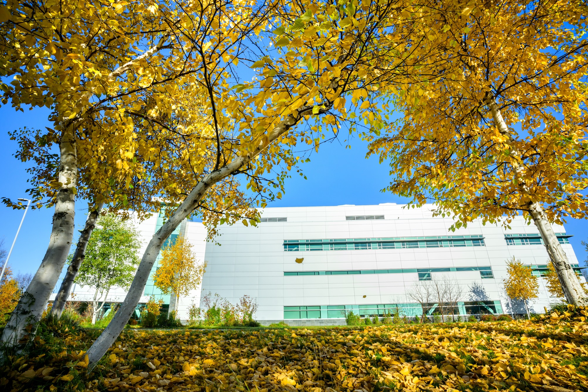 The Health Sciences Building sits behind several trees with golden leaves. The foreground includes a carpet of fallen leaves on the ground. 