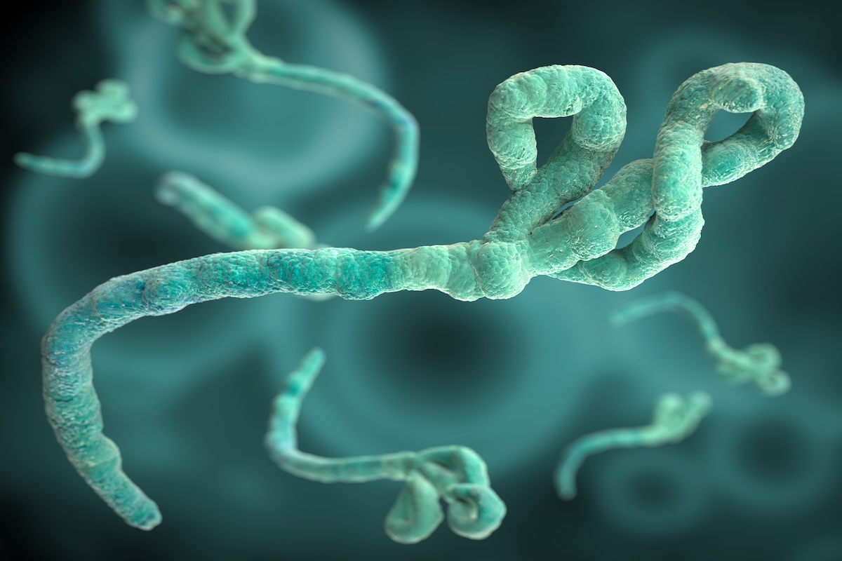 Image of microscopic green infectious disease