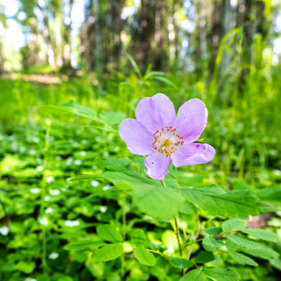 pink flower