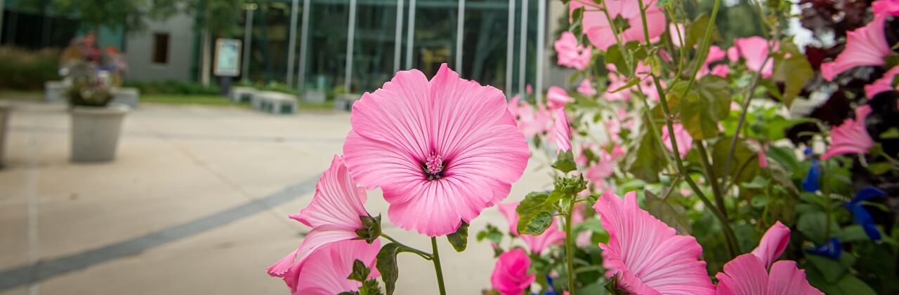 Pink flowers planted in front of a building