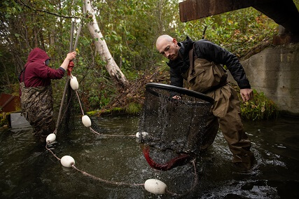 Two students stand in a river, catching a salmon in a net for research