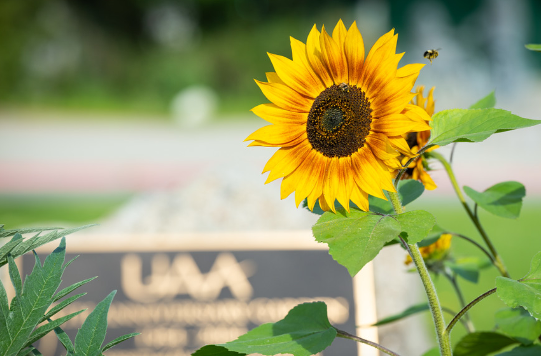 sunflower by UAA sign