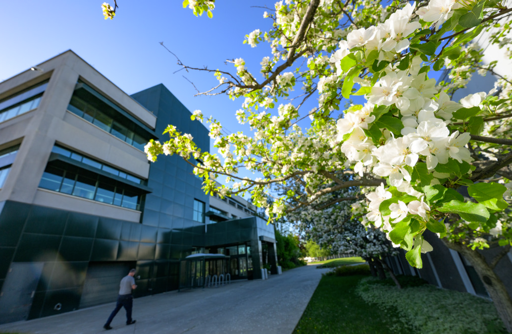 flowers on UAA campus