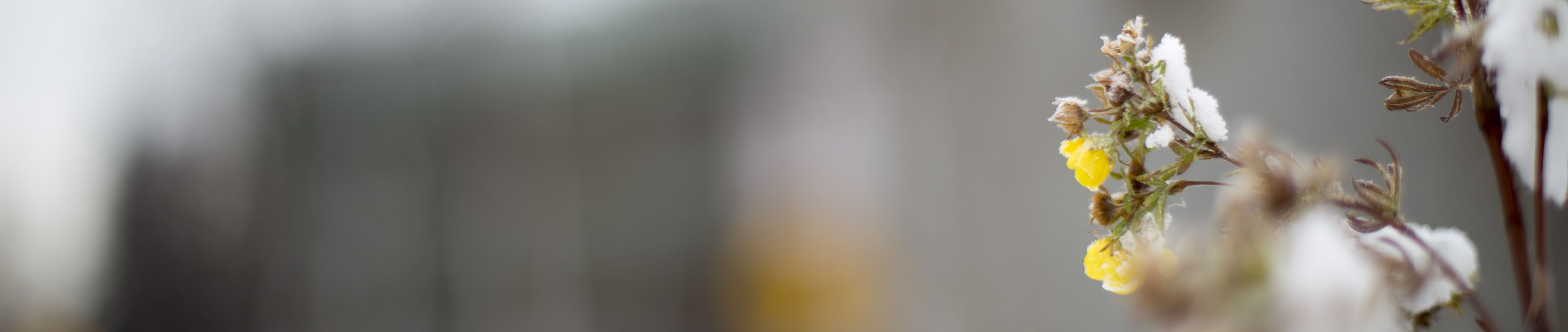 Yellow flower in snow