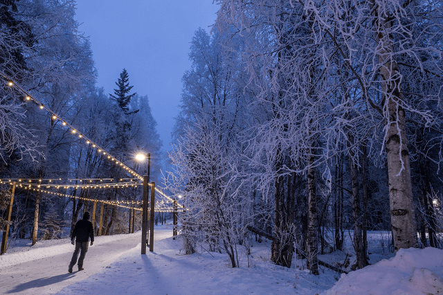 Person walking in a snowy forest in the evening