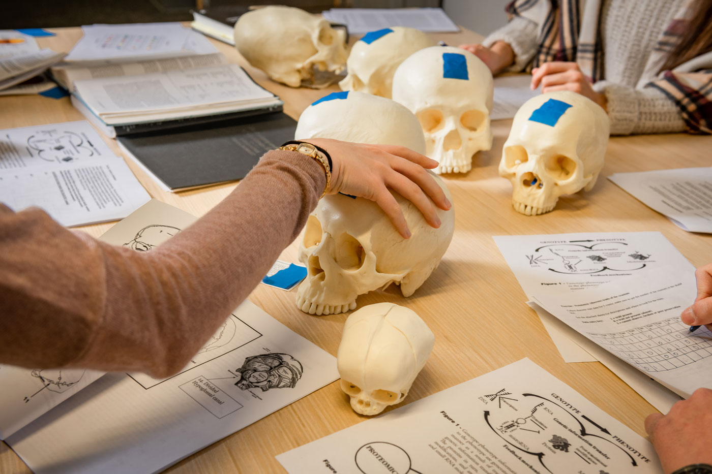 Students make observations of fossilized skulls