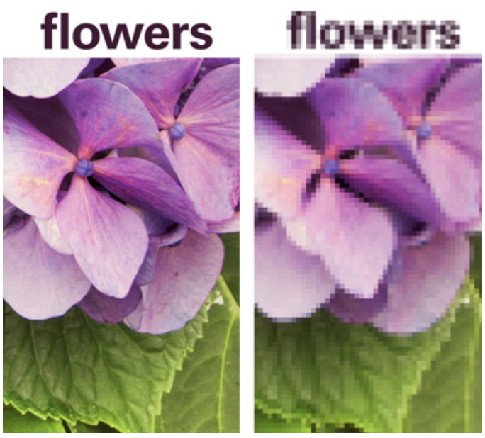 Two Flowers High Res and Low Res Two identitcal images of a purple flower with green leaves. The image on the left has clarity, high resolution. The image on the right is blurry, low resolution.