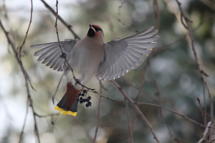 A photo of a cedar waxwing bird with its wing spread in mid flight. It's a close up photo so you see the details of color and texture of the bird. The background behind it is mostly blurred.